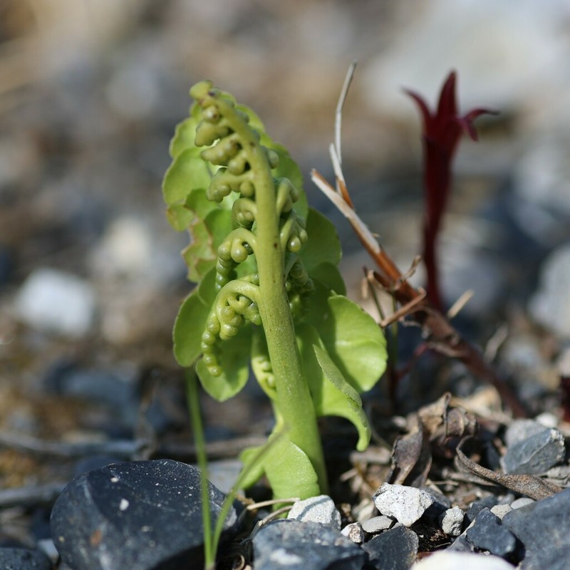 Grapefern photo 6