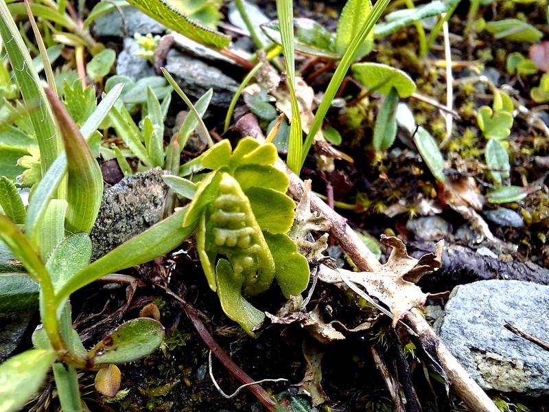Grapefern photo 7