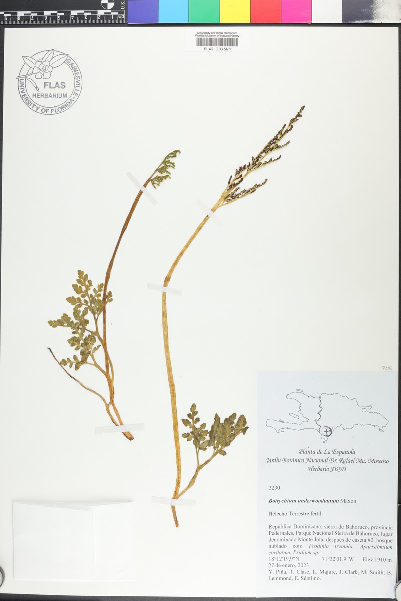Botrychium underwoodianum