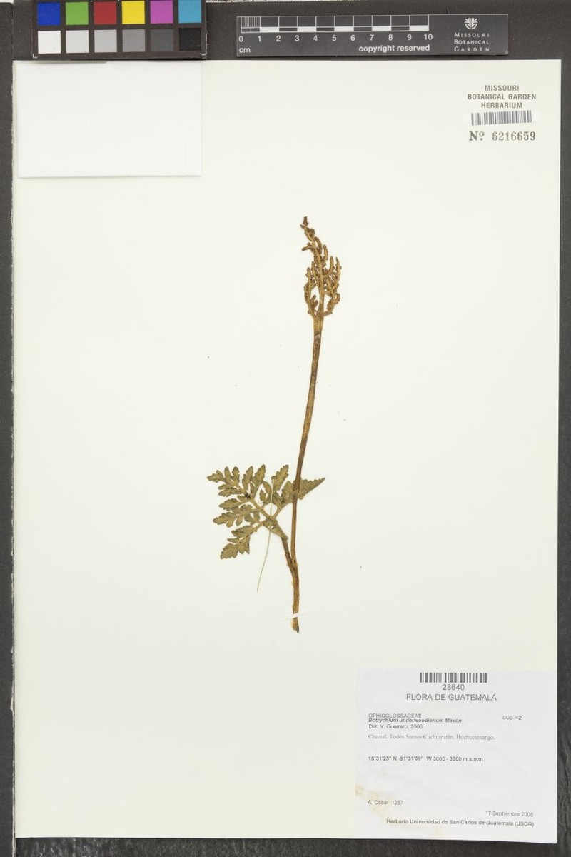 Botrychium underwoodianum photo 2