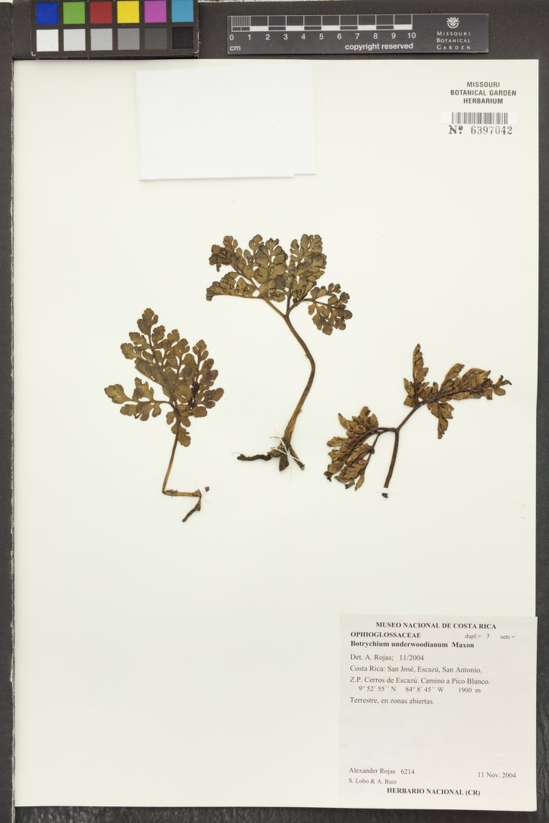 Botrychium underwoodianum photo 3