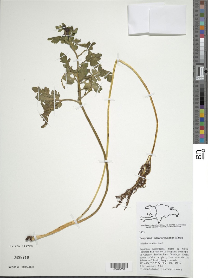 Botrychium underwoodianum photo 4