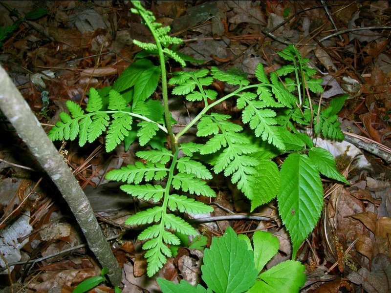 Rattlesnake Fern