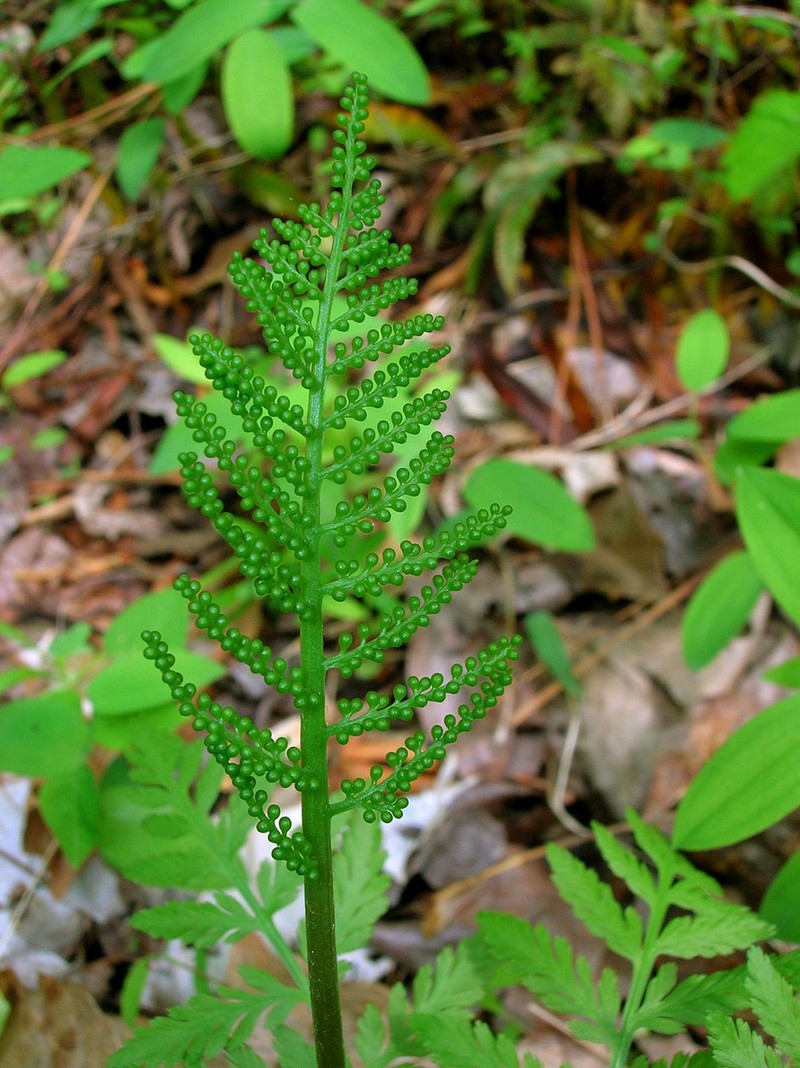 Rattlesnake Fern photo 2