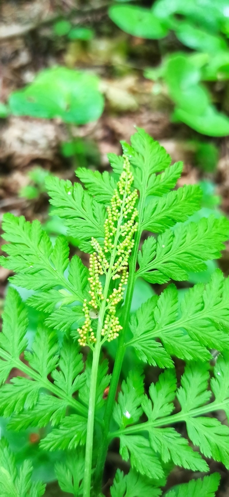 Rattlesnake Fern photo 3