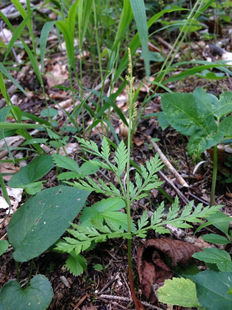 Rattlesnake Fern photo 4