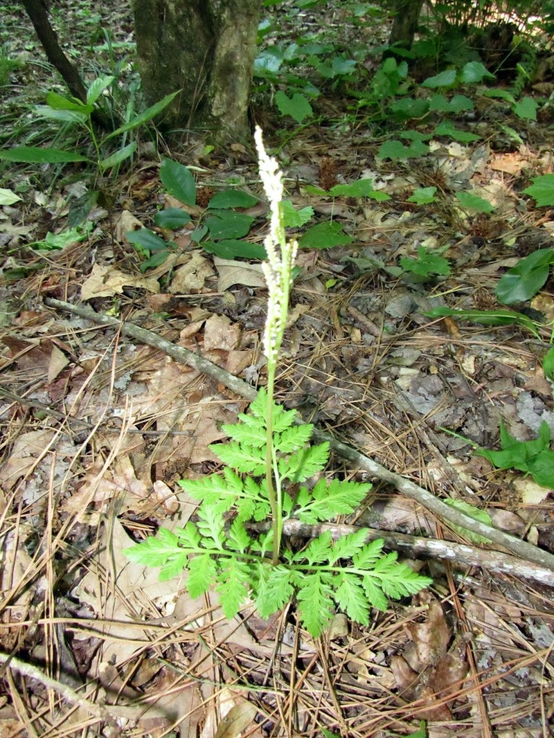 Rattlesnake Fern photo 5
