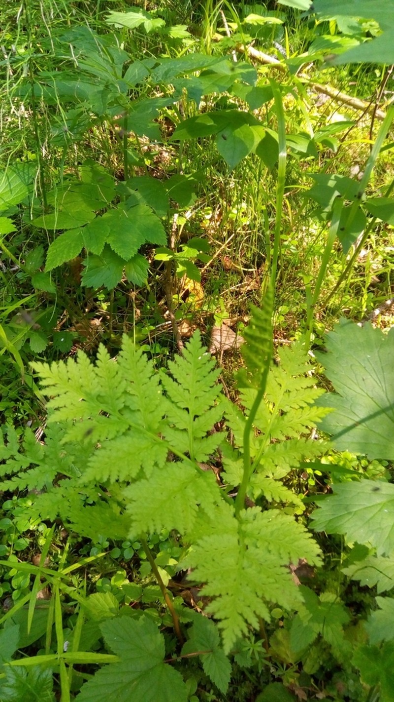 Rattlesnake Fern photo 6