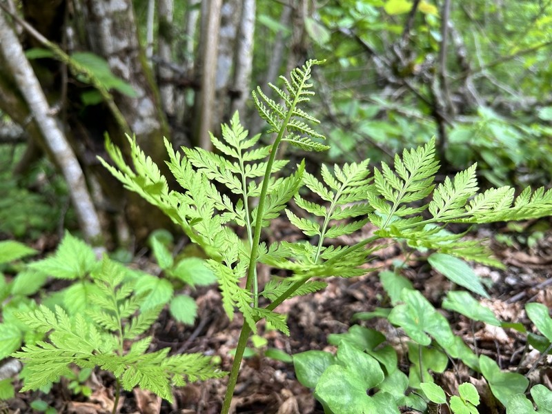Rattlesnake Fern photo 7