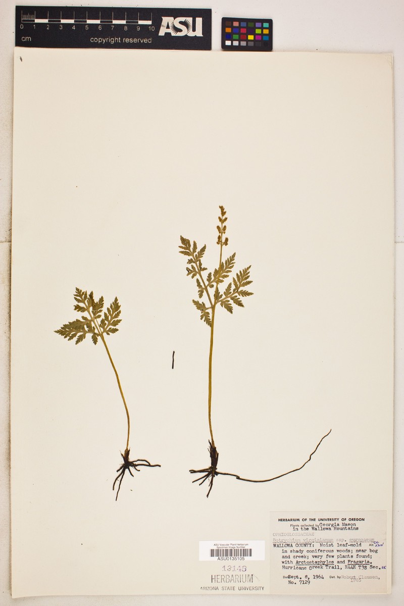 Botrychium virginianum subsp. europaeum