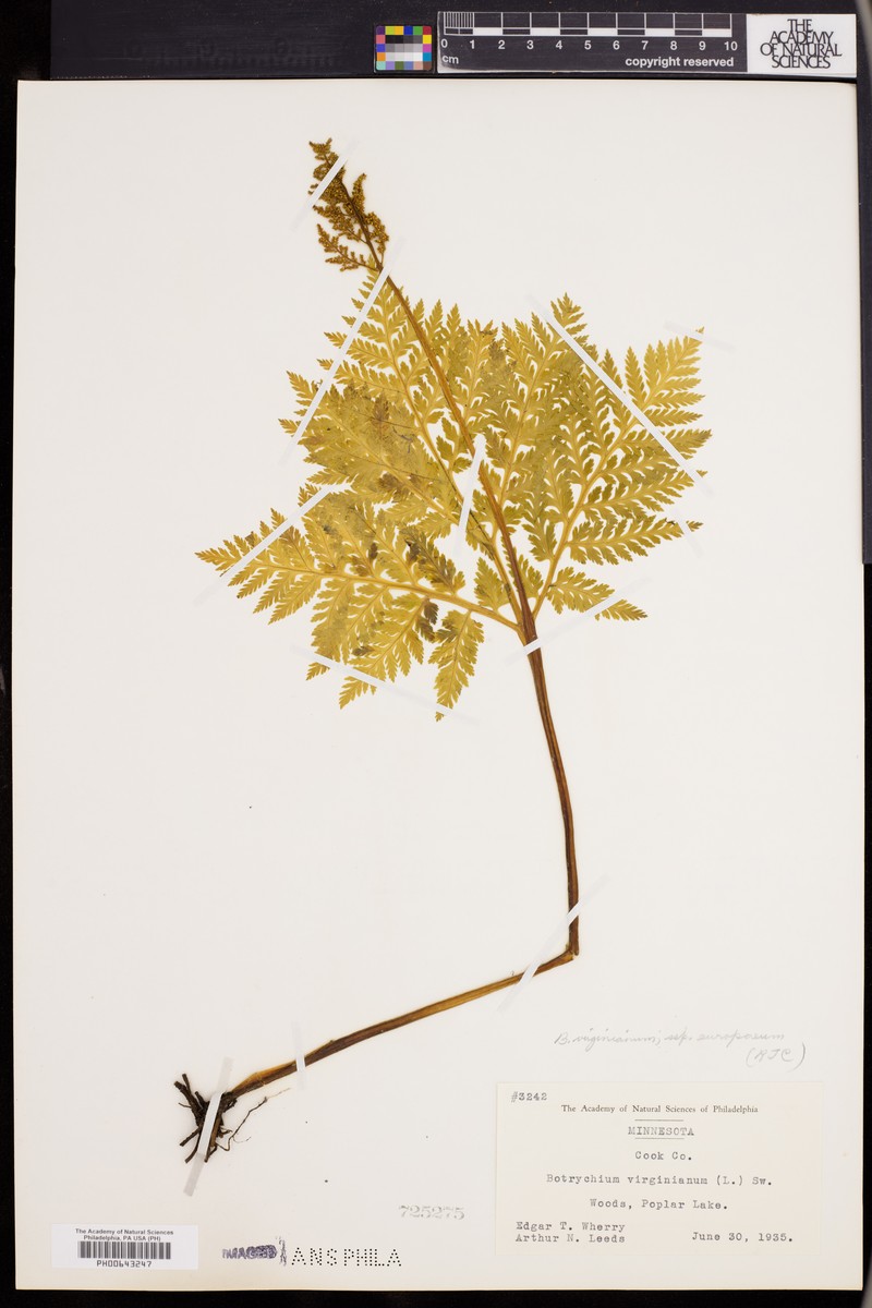 Botrychium virginianum subsp. europaeum photo 2