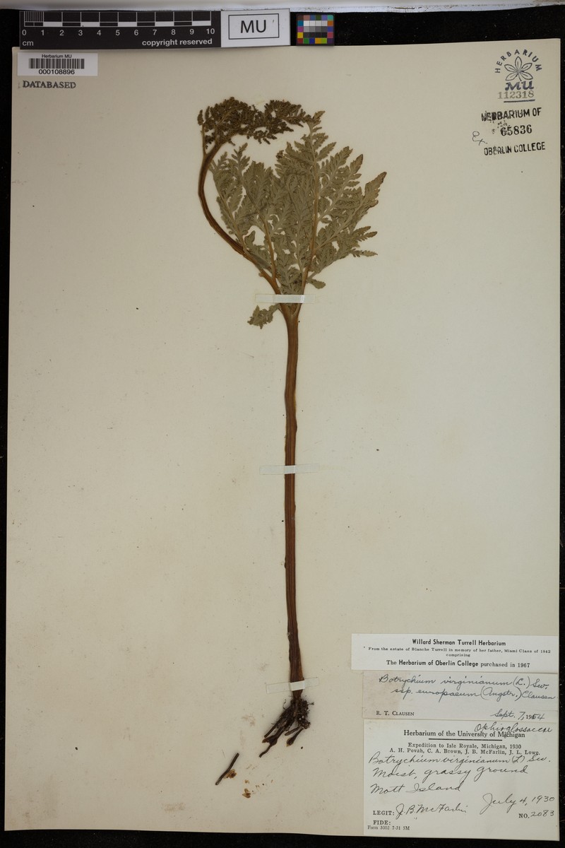 Botrychium virginianum subsp. europaeum photo 3