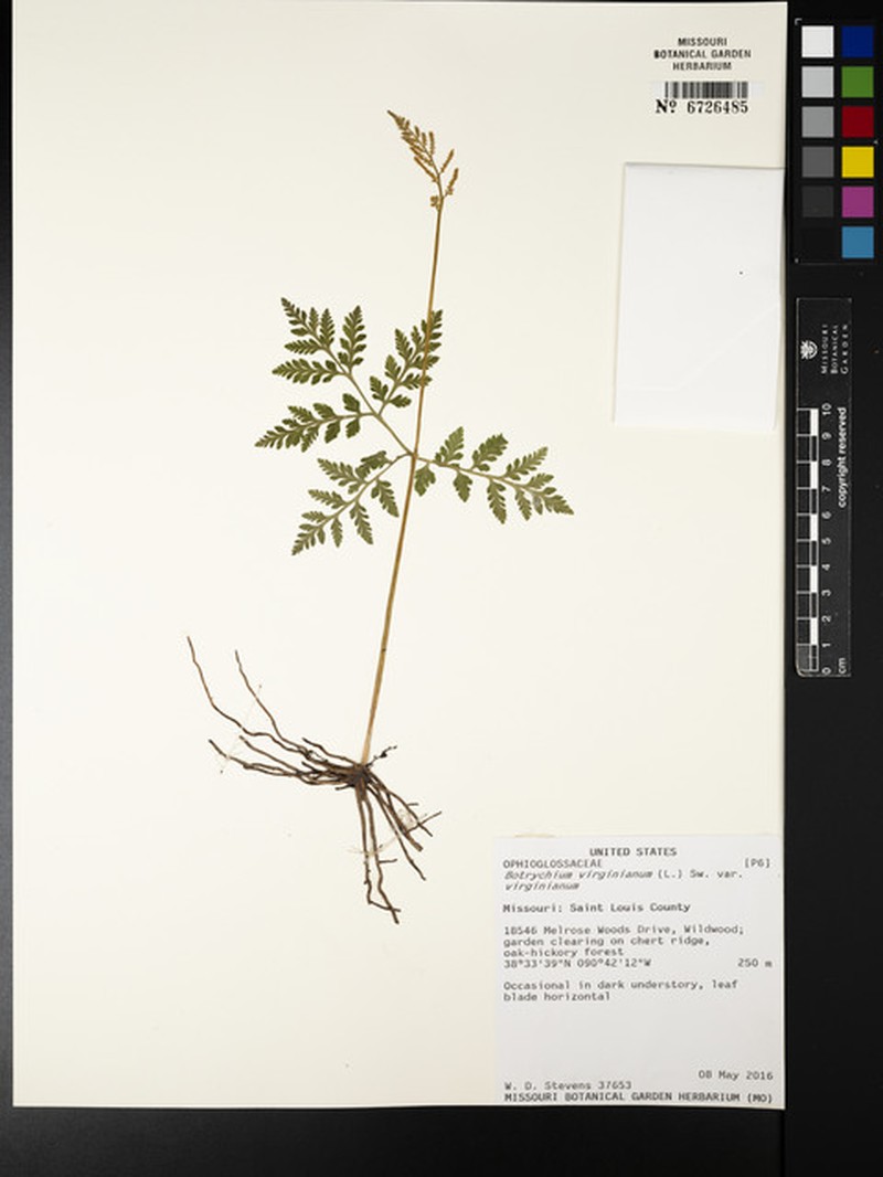 Botrychium virginianum subsp. virginianum