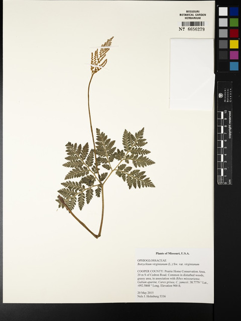 Botrychium virginianum subsp. virginianum photo 2
