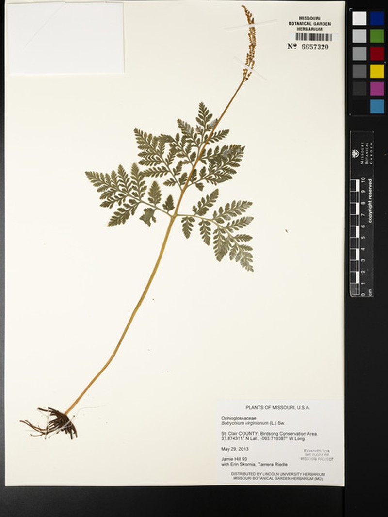 Botrychium virginianum subsp. virginianum photo 3