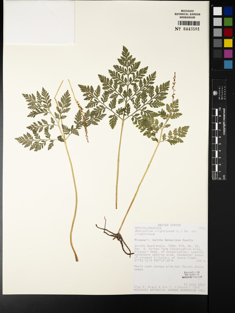 Botrychium virginianum subsp. virginianum photo 4