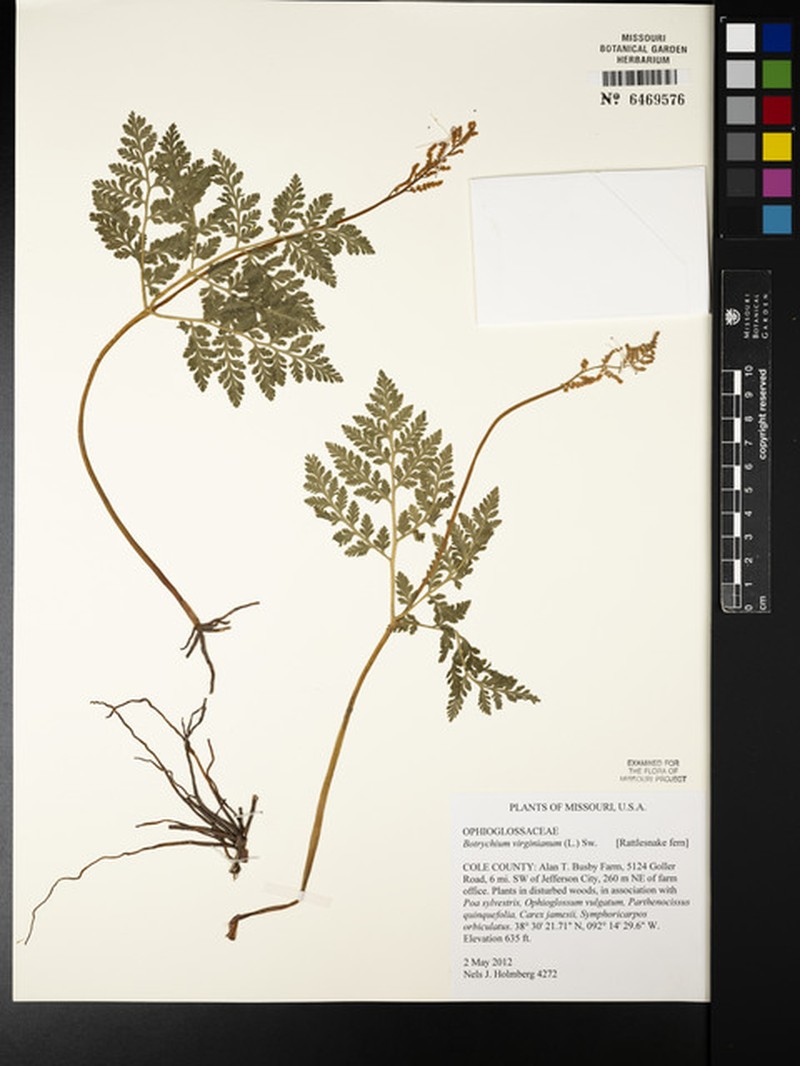 Botrychium virginianum subsp. virginianum photo 5