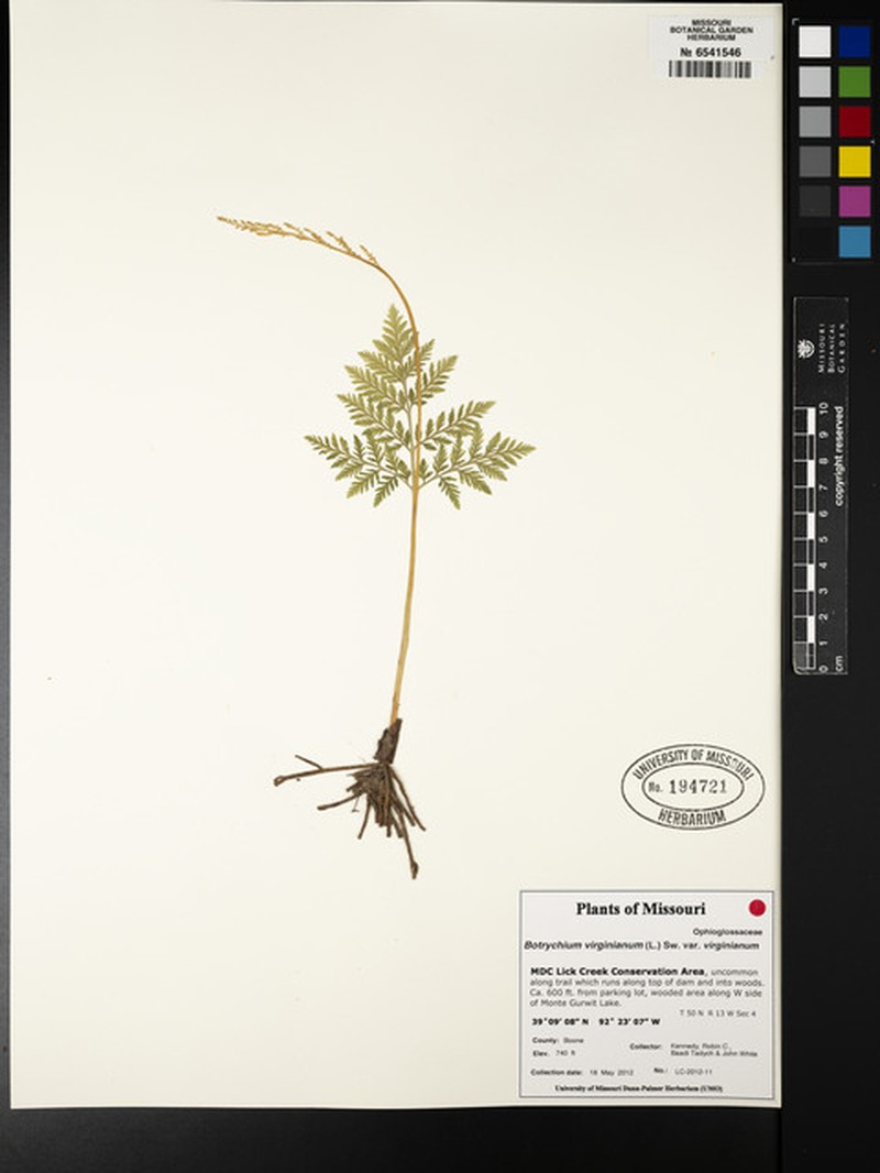 Botrychium virginianum subsp. virginianum photo 6