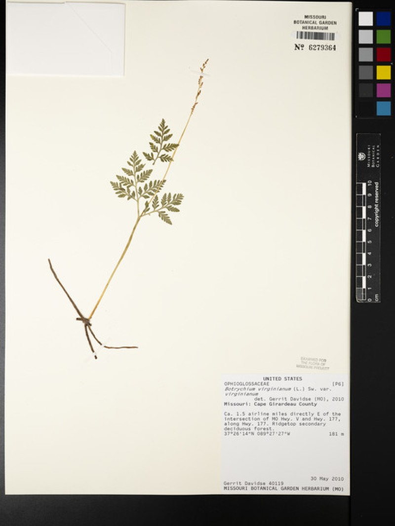 Botrychium virginianum subsp. virginianum photo 7