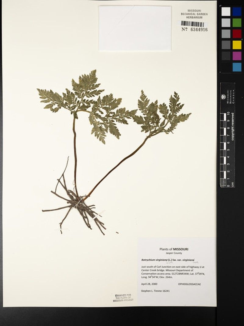 Botrychium virginianum subsp. virginianum photo 8