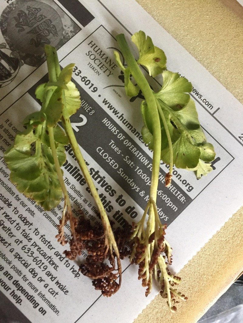 Grapefern