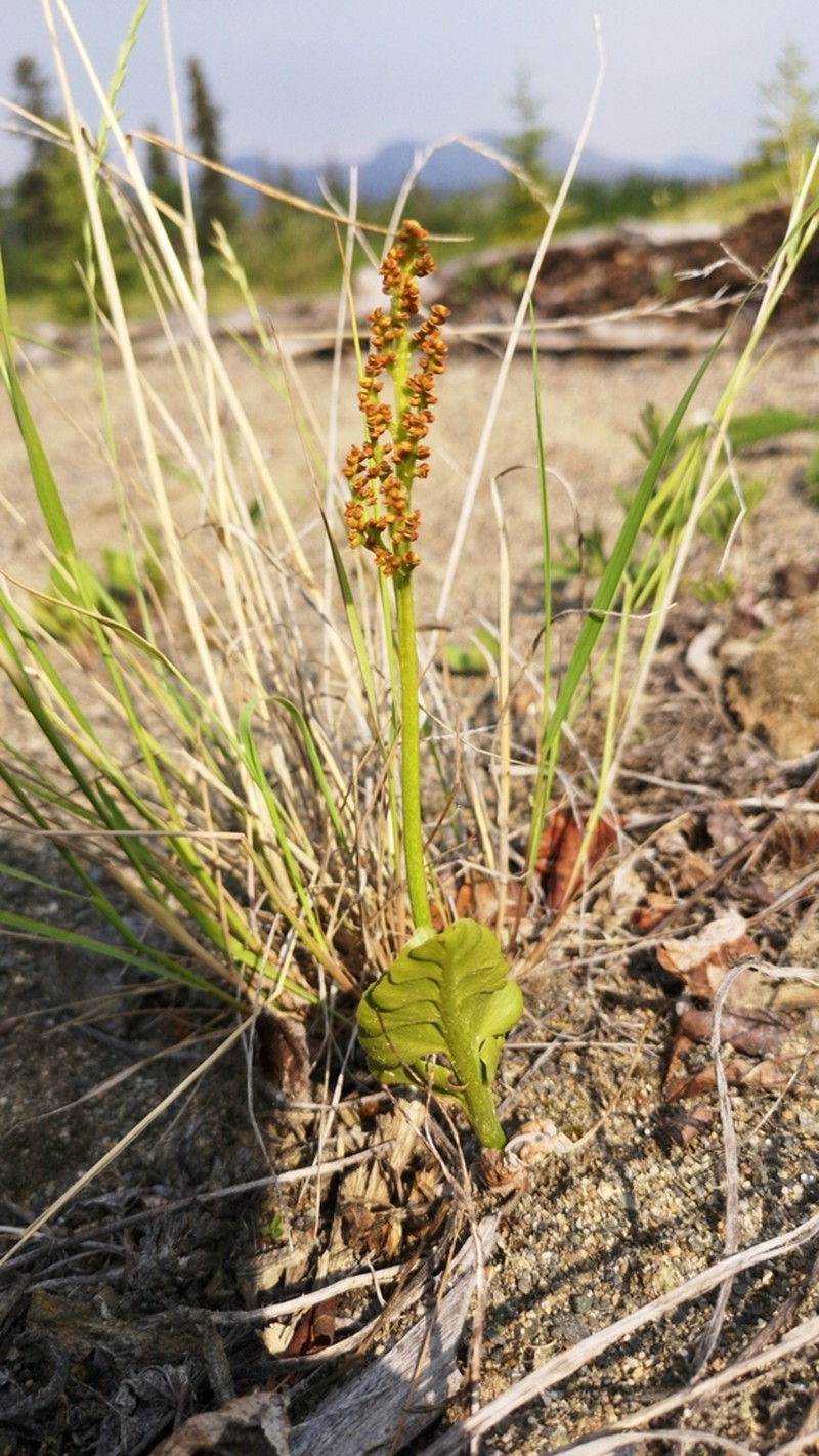 Grapefern photo 2
