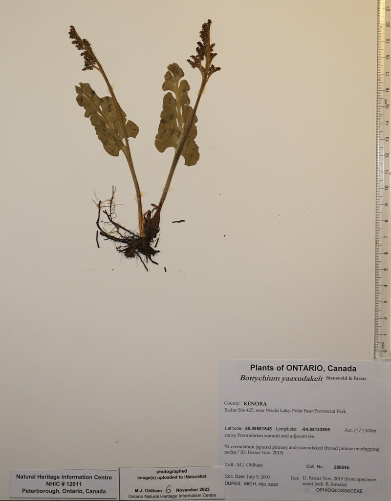 Grapefern photo 3