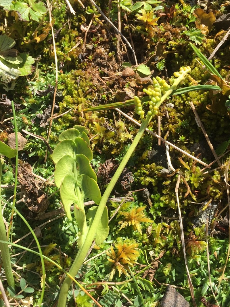 Grapefern photo 5