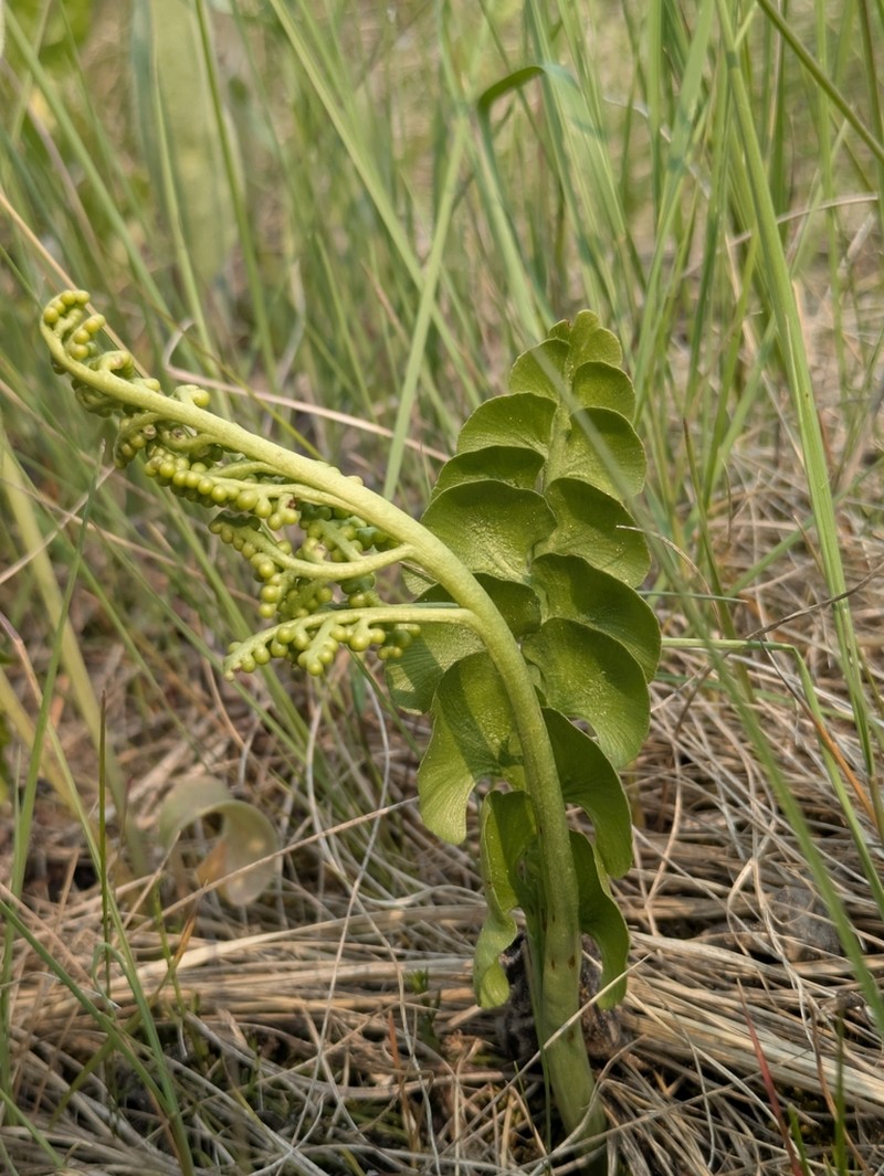 Grapefern photo 6