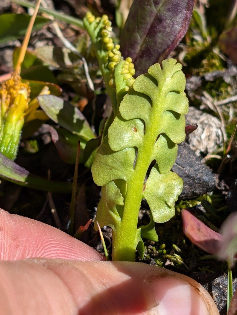 Grapefern photo 7
