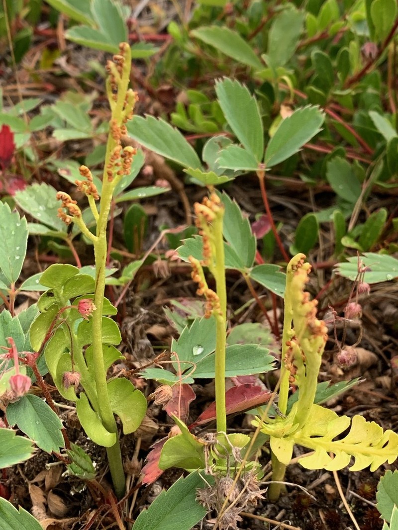 Grapefern photo 8