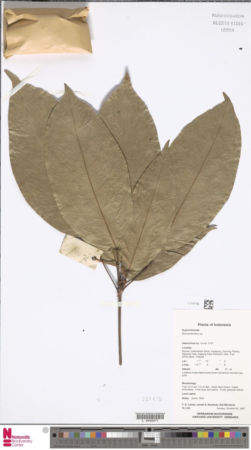 Botryophora geniculata photo 2