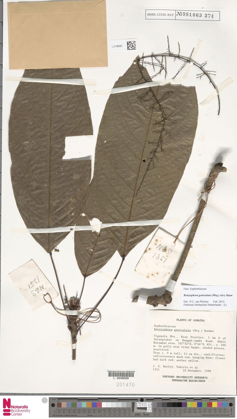 Botryophora geniculata photo 3