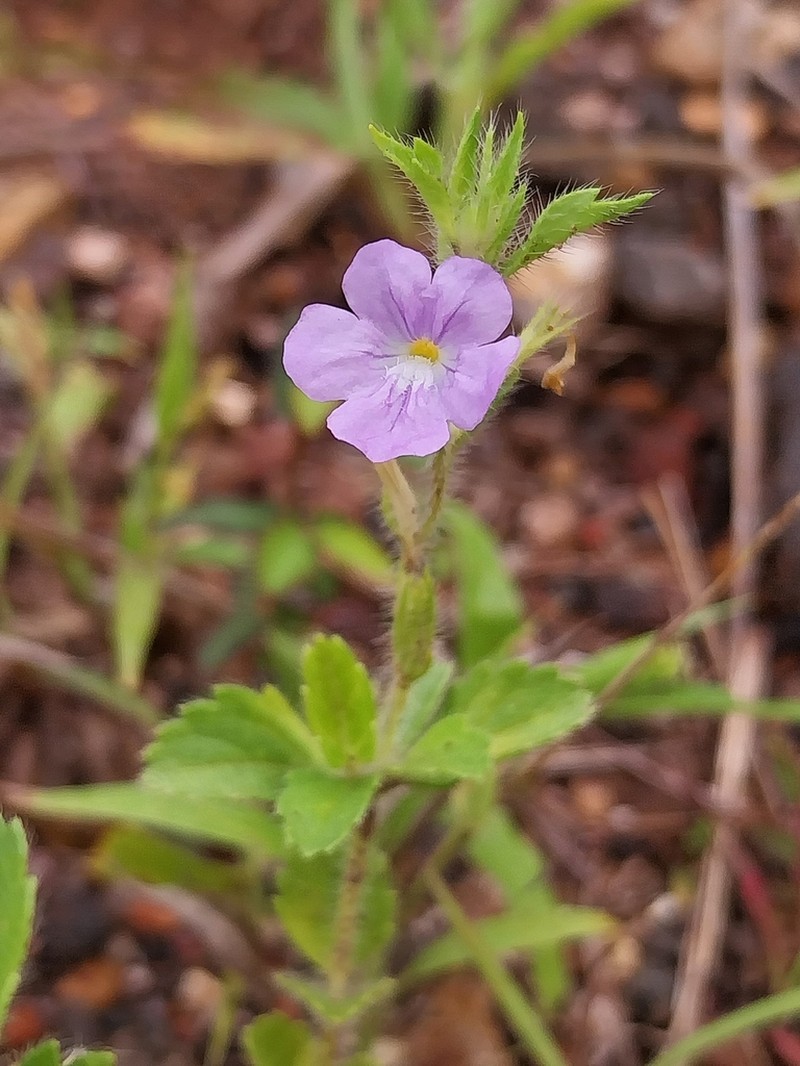 Bouchea agrestis photo 2