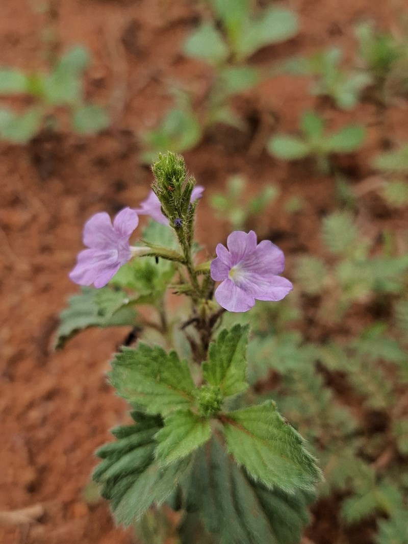 Bouchea agrestis photo 4