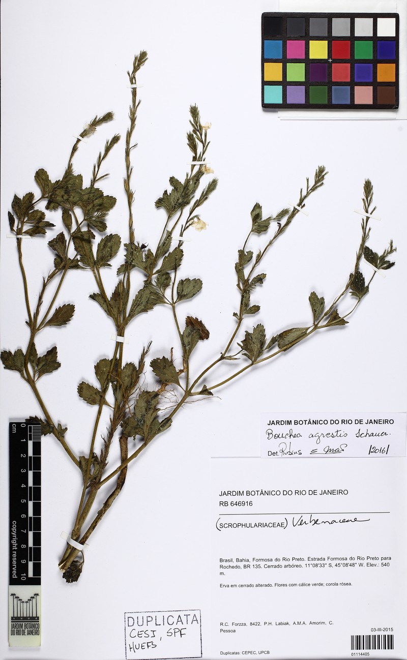 Bouchea agrestis photo 6