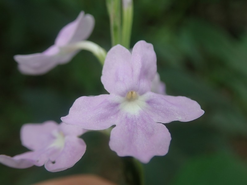 Bouchea boliviana