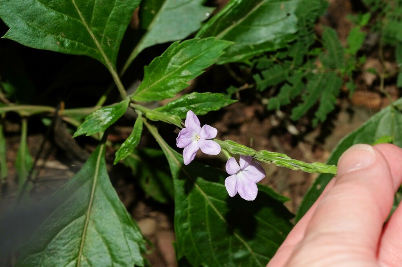 Bouchea boliviana photo 2