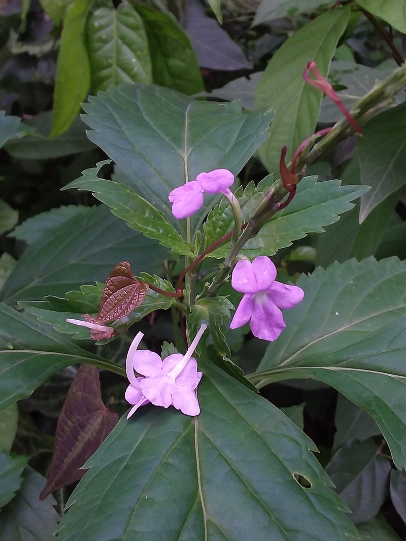 Bouchea boliviana photo 3