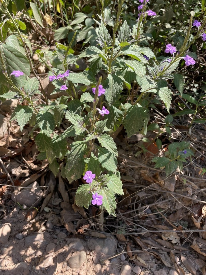 Bouchea boliviana photo 4