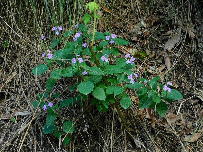 Bouchea boliviana photo 8