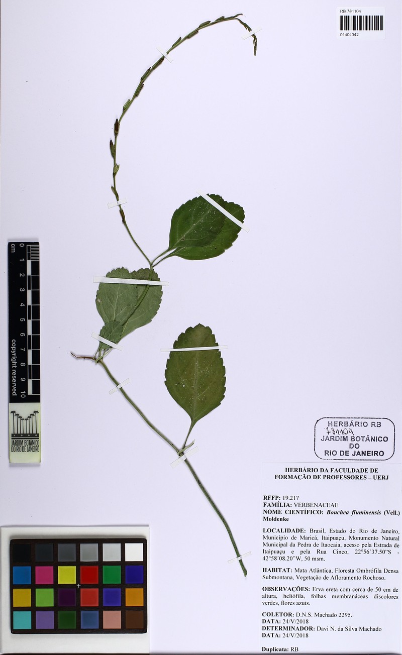 Bouchea fluminensis
