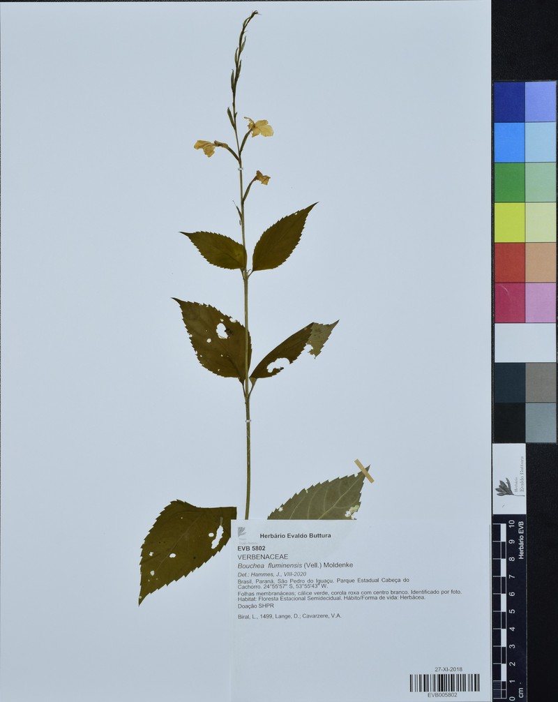 Bouchea fluminensis photo 2