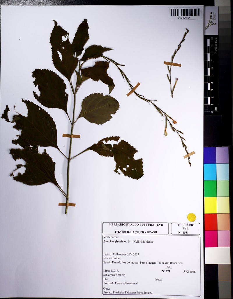 Bouchea fluminensis photo 3