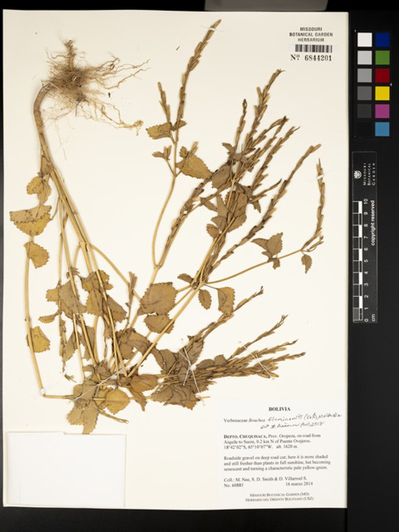 Bouchea fluminensis photo 4