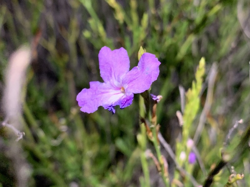 Groovestem Bouchea photo 3