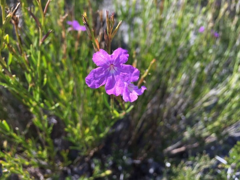 Groovestem Bouchea photo 6
