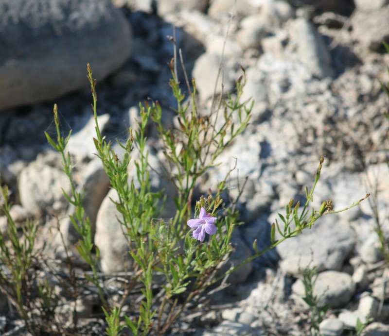 Groovestem Bouchea photo 8