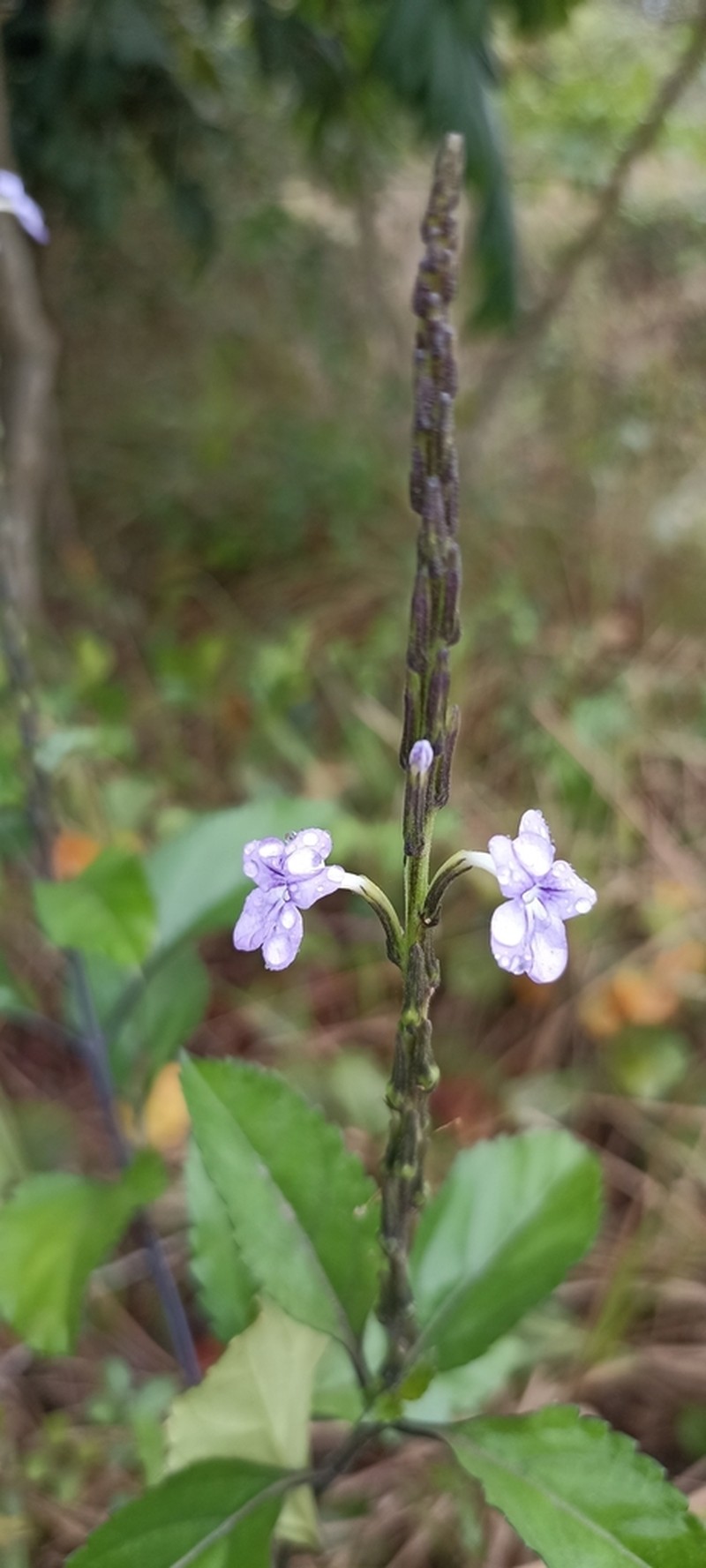 Bouchea pseudochascanum