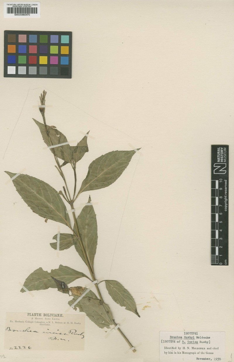 Bouchea rusbyi photo 2